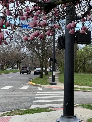Spring blossoms light up this urban corner.